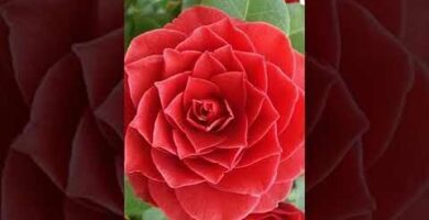 Camelias rojas: Belleza y significado de estas flores