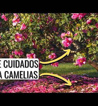 Camelias flores: Descubre la belleza de estas exquisitas flores