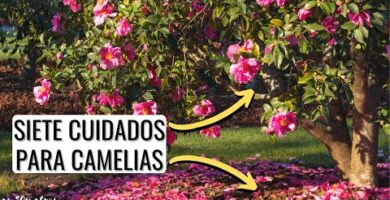 Poda de camelias en Galicia: consejos y técnicas